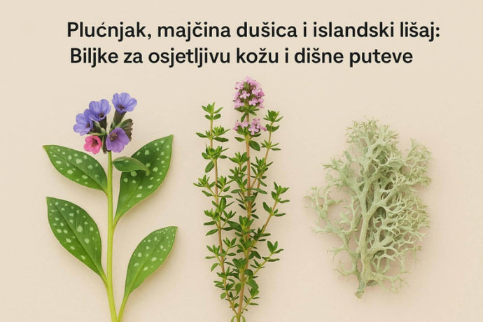 Plućnjak, majčina dušica i islandski lišaj: Biljke za osjetljivu kožu i dišne puteve